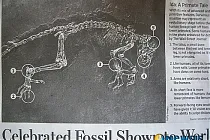 미리보기 그림 - 공룡 화석으로 둔갑한 영장류 화석
