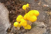 미리보기 그림 - 나무 그루터기에 핀 노란 버섯