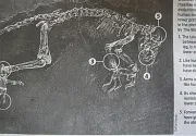 미리보기 그림 - 공룡 화석으로 둔갑한 영장류 화석