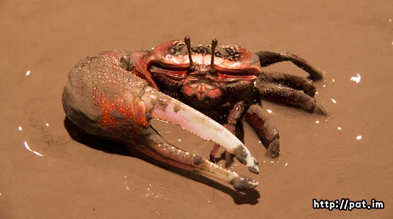 붉은발농게 (red-clawed fiddler crab)