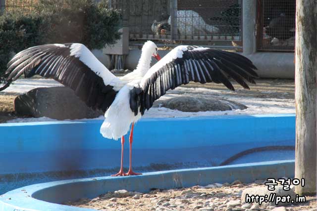 홍부리황새 (유럽황새, European white stork)