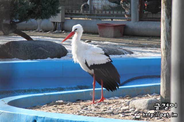 홍부리황새 (유럽황새, European white stork)