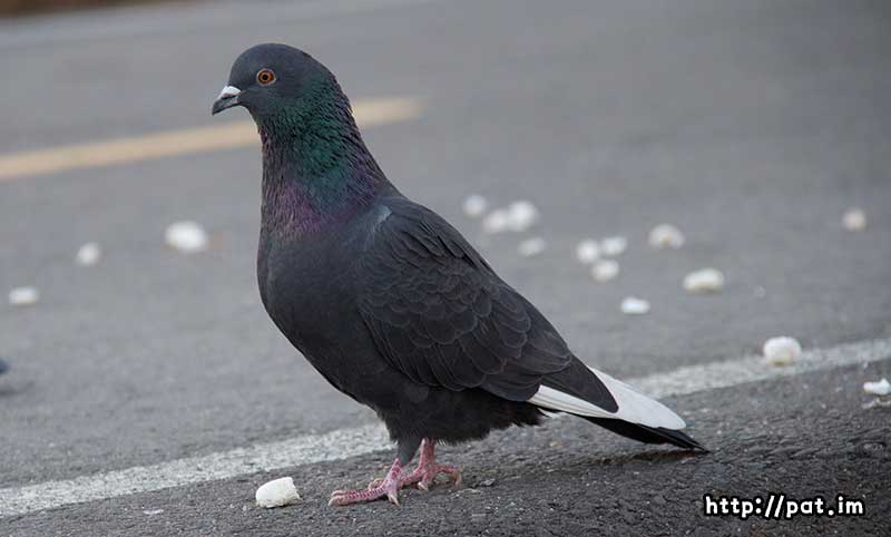 비둘기 (pigeon)