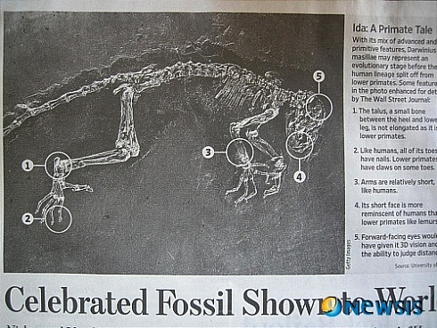 4700만년 전의 영장류 화석에 관한 기사 사진