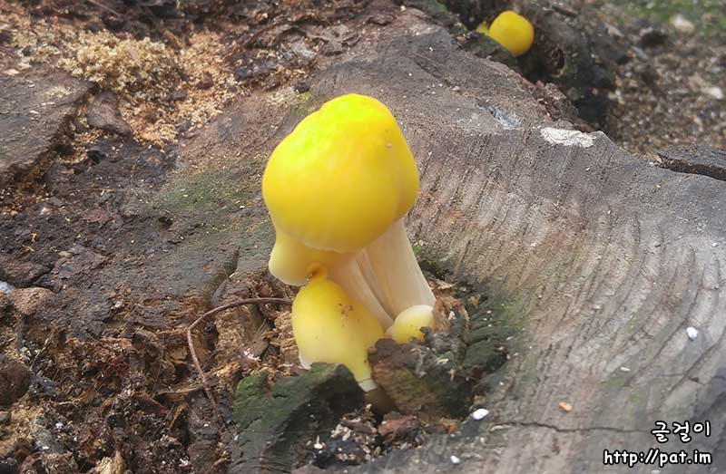 그루터기에 핀 노란 버섯 ④