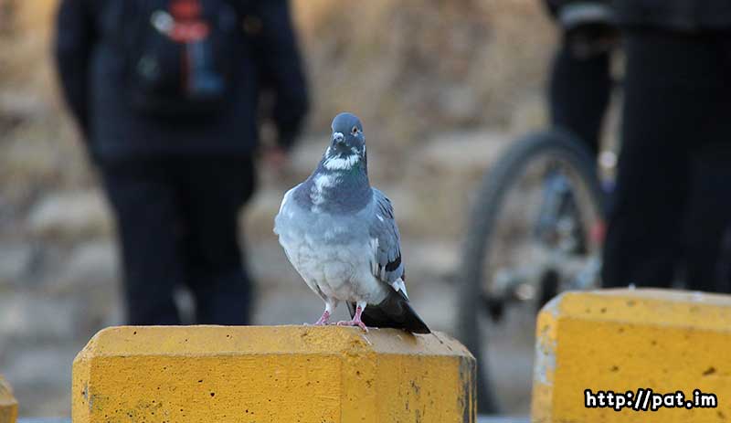 비둘기 (pigeon)